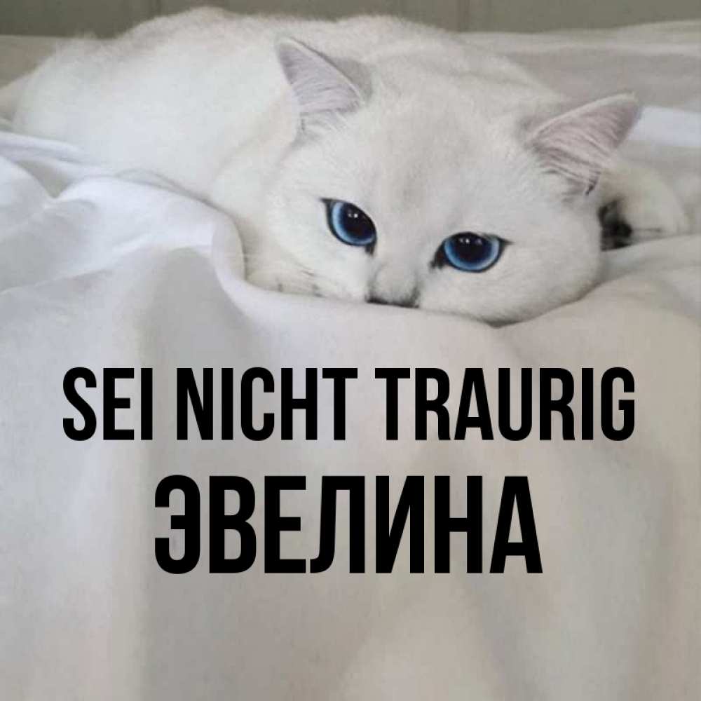 Открытка на каждый день с именем, Эвелина Sei nicht traurig Голубоглазая кошка Прикольная открытка с пожеланием онлайн скачать бесплатно 