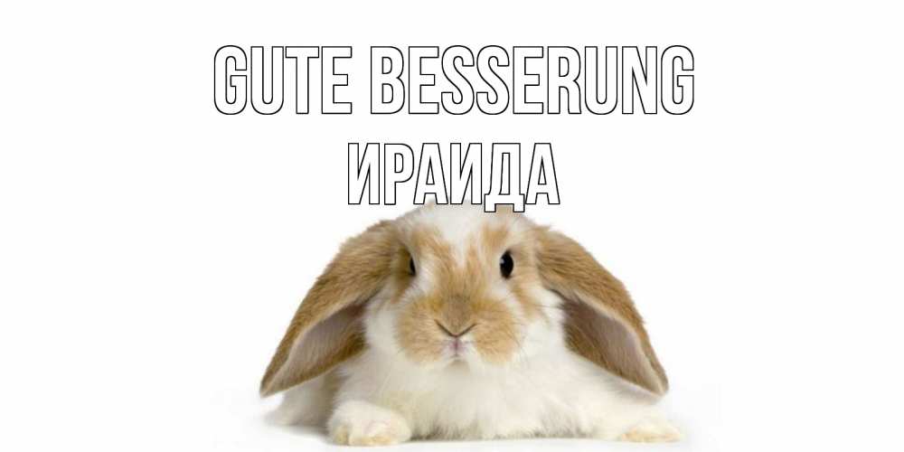Открытка на каждый день с именем, Ираида Gute Besserung вислоухий кролик белого и коричневого цвета Прикольная открытка с пожеланием онлайн скачать бесплатно 