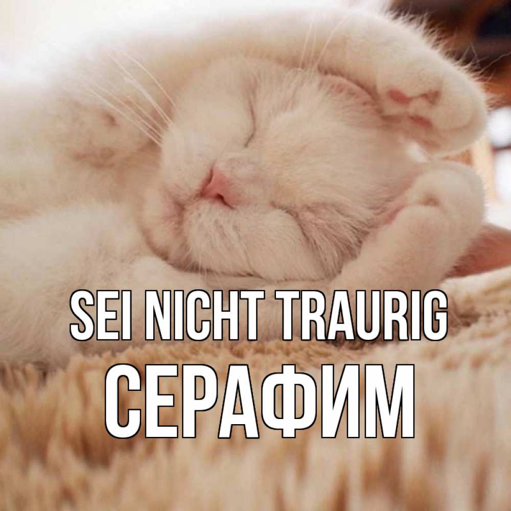 Открытка на каждый день с именем, Серафим Sei nicht traurig белый кот Прикольная открытка с пожеланием онлайн скачать бесплатно 