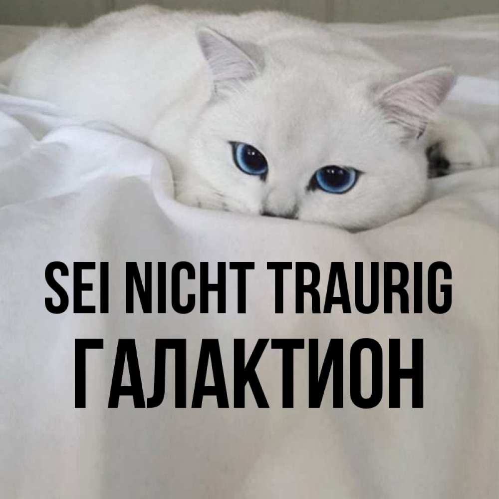 Открытка на каждый день с именем, Галактион Sei nicht traurig Голубоглазая кошка Прикольная открытка с пожеланием онлайн скачать бесплатно 