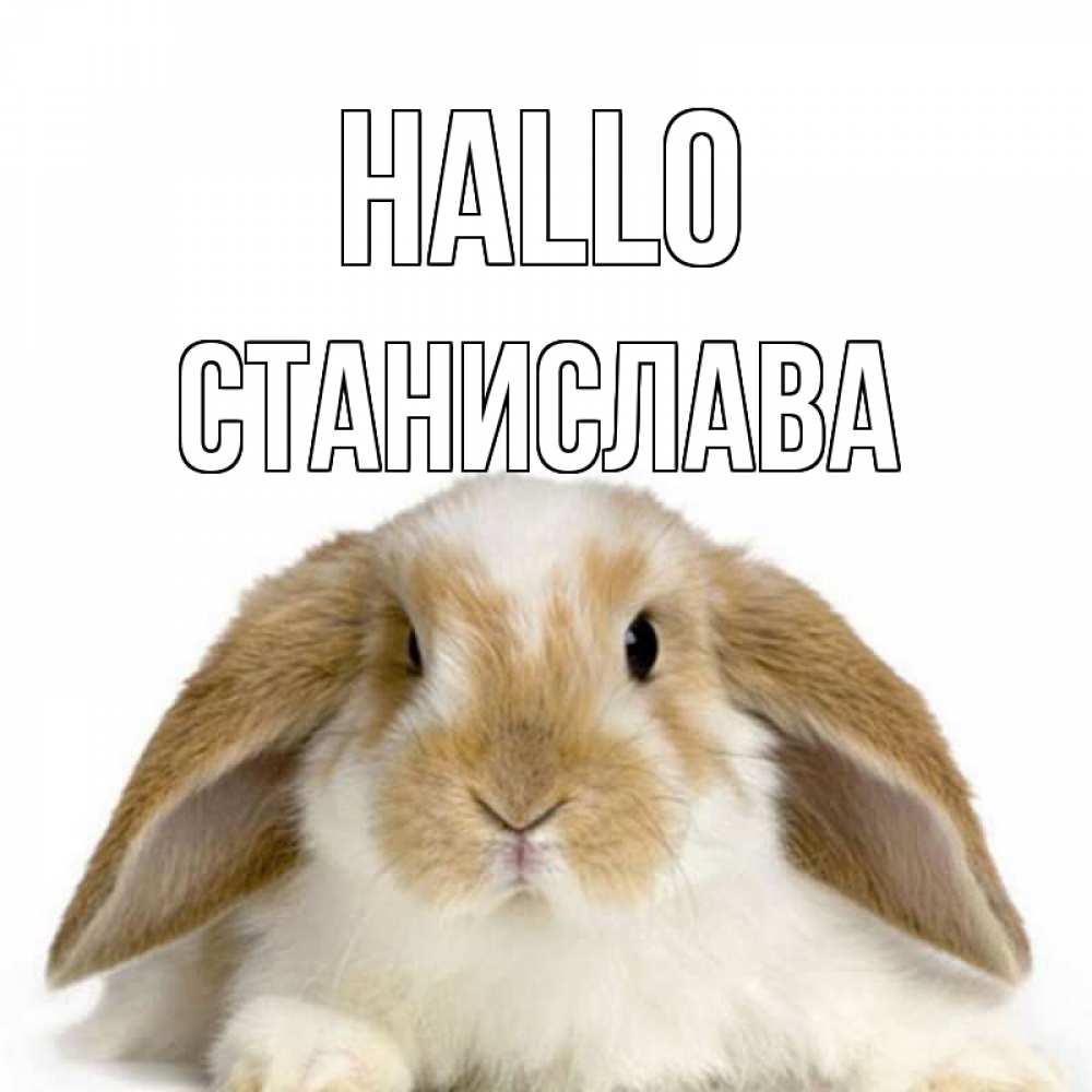 Открытка на каждый день с именем, Станислава Hallo с животными Прикольная открытка с пожеланием онлайн скачать бесплатно 