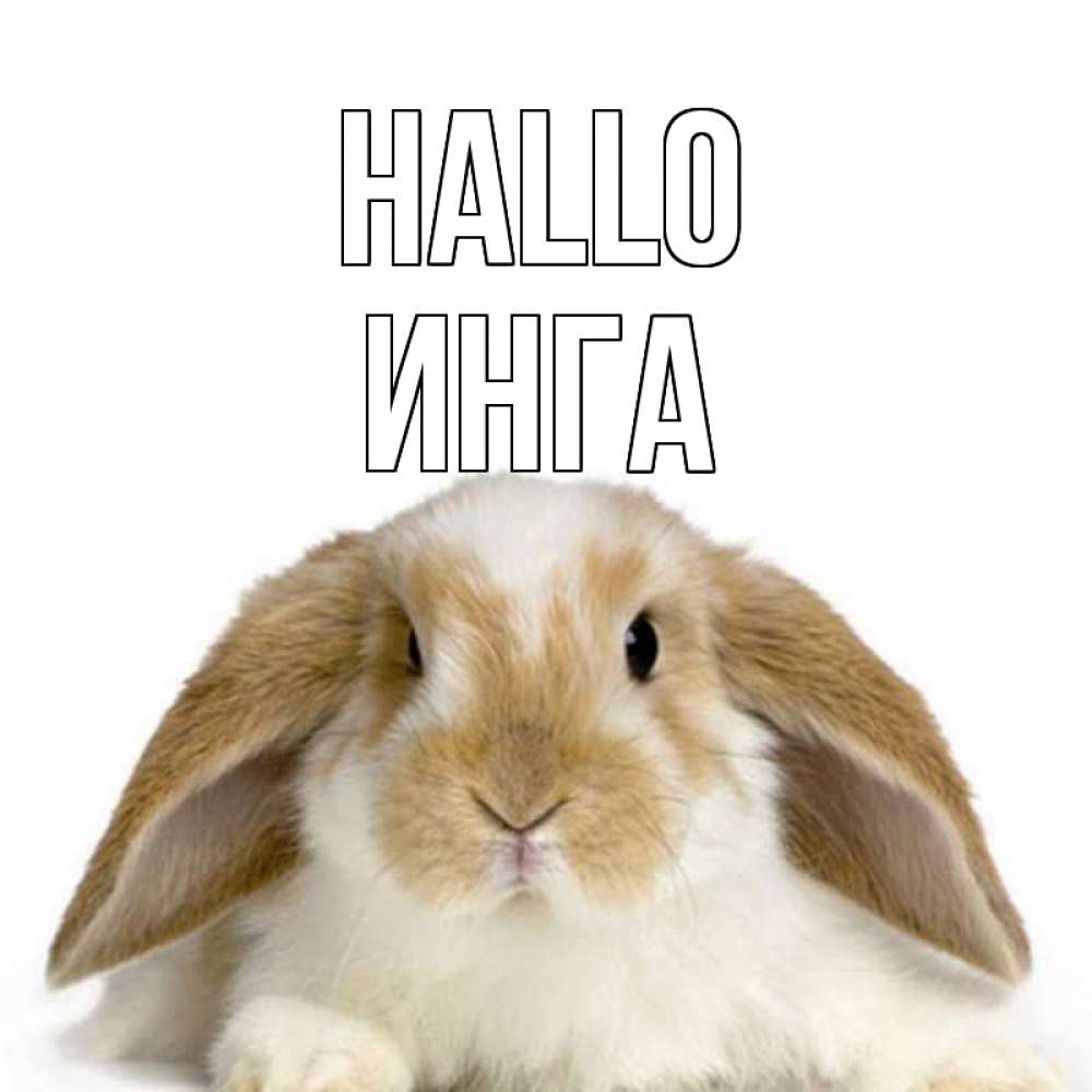 Открытка на каждый день с именем, Инга Hallo с животными Прикольная открытка с пожеланием онлайн скачать бесплатно 