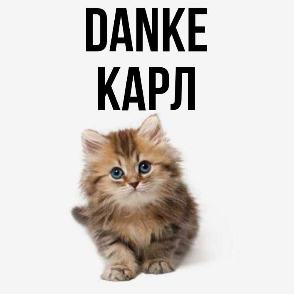 Открытка на каждый день с именем, Карл Danke пушистый котик Прикольная открытка с пожеланием онлайн скачать бесплатно 