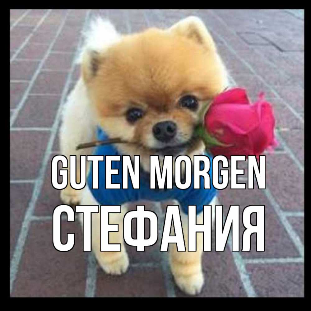 Открытка на каждый день с именем, Стефания Guten Morgen роза в зубах Прикольная открытка с пожеланием онлайн скачать бесплатно 