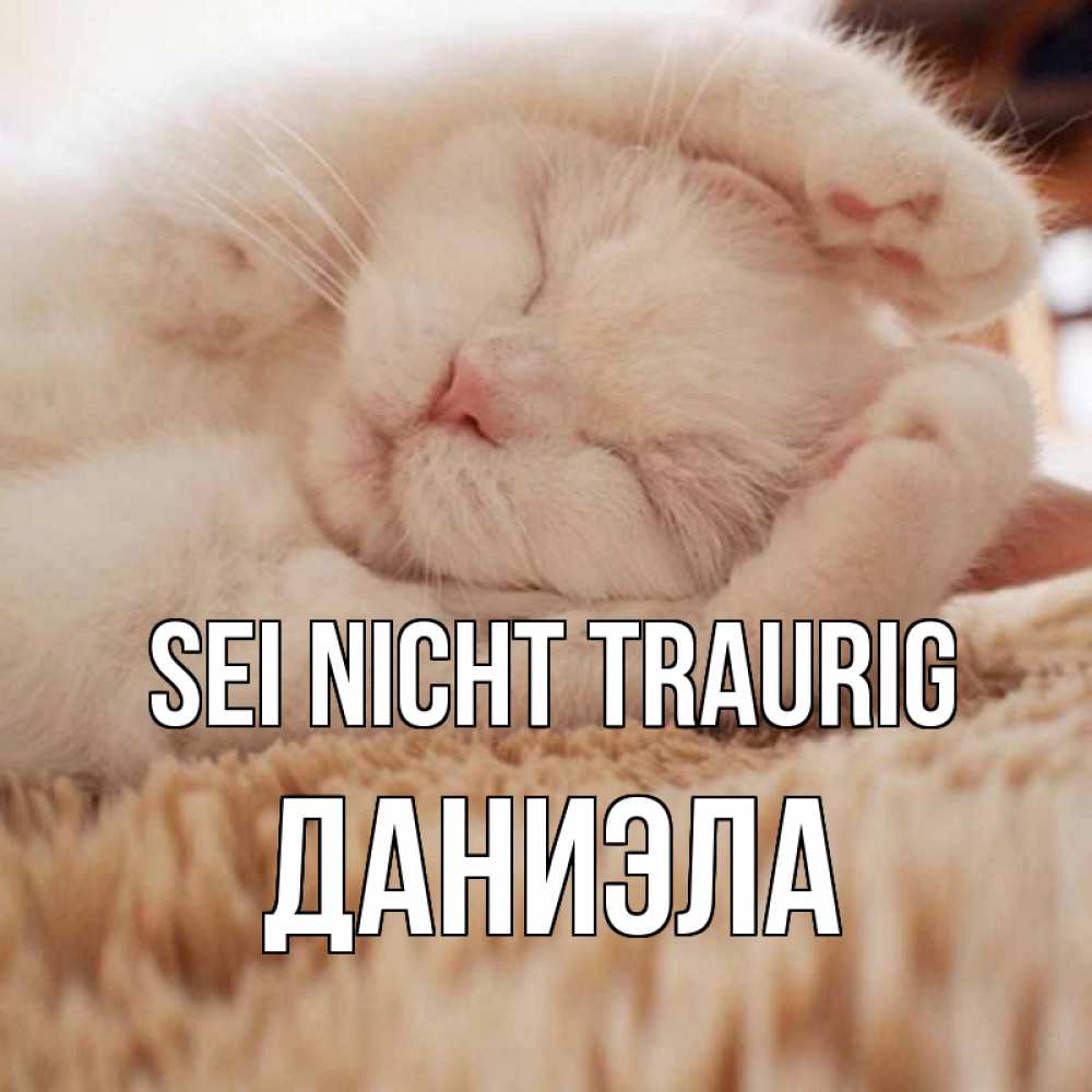 Открытка на каждый день с именем, Даниэла Sei nicht traurig белый кот Прикольная открытка с пожеланием онлайн скачать бесплатно 
