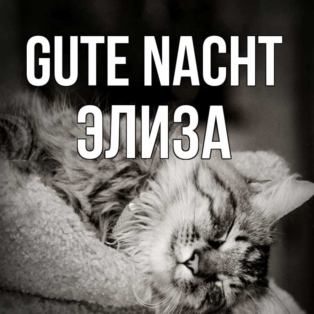 Открытка на каждый день с именем, Элиза Gute Nacht котярик пушистый Прикольная открытка с пожеланием онлайн скачать бесплатно 