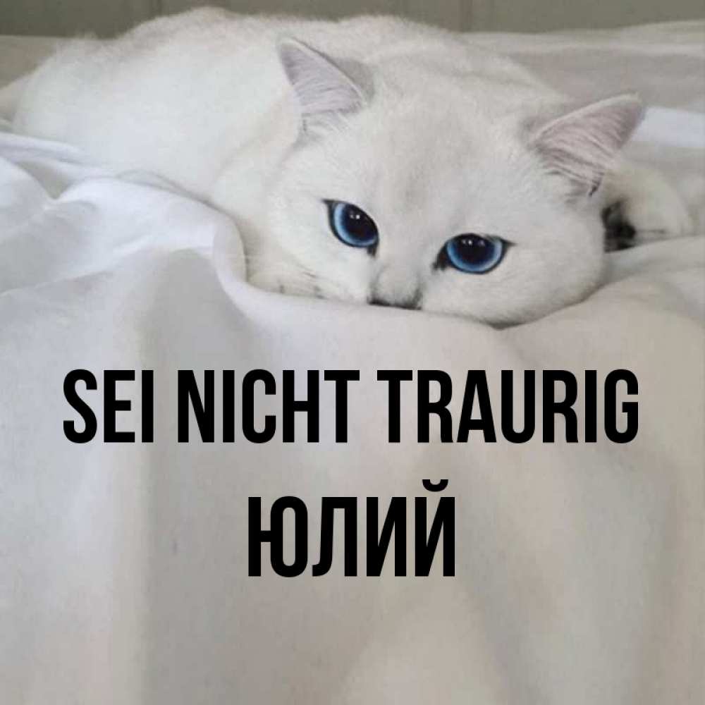 Открытка на каждый день с именем, Юлий Sei nicht traurig Голубоглазая кошка Прикольная открытка с пожеланием онлайн скачать бесплатно 