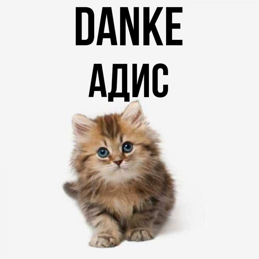 Открытка на каждый день с именем, Адис Danke пушистый котик Прикольная открытка с пожеланием онлайн скачать бесплатно 