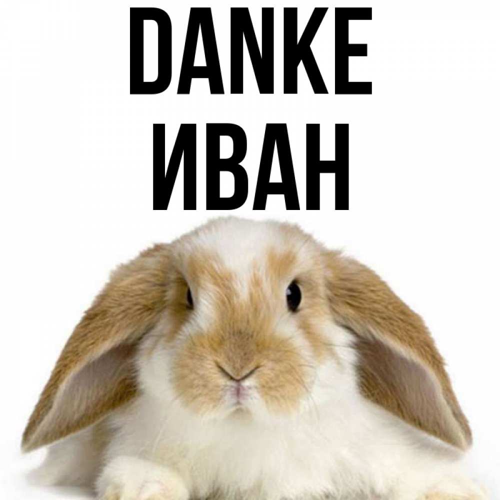 Открытка на каждый день с именем, Иван Danke коричнево белый заяц Прикольная открытка с пожеланием онлайн скачать бесплатно 