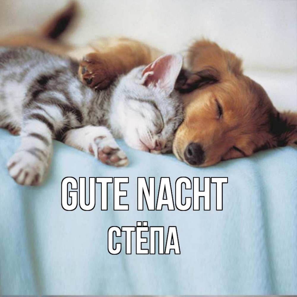 Открытка на каждый день с именем, Стёпа Gute Nacht с животными Прикольная открытка с пожеланием онлайн скачать бесплатно 