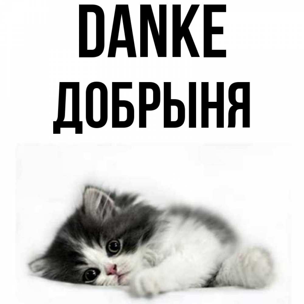 Открытка на каждый день с именем, Добрыня Danke черный и белый кот Прикольная открытка с пожеланием онлайн скачать бесплатно 