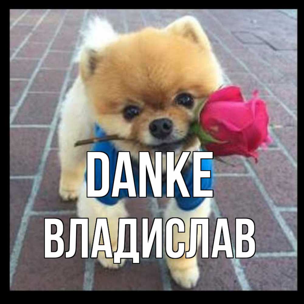Открытка на каждый день с именем, Владислав Danke спасибо и дарю тебе цветок Прикольная открытка с пожеланием онлайн скачать бесплатно 
