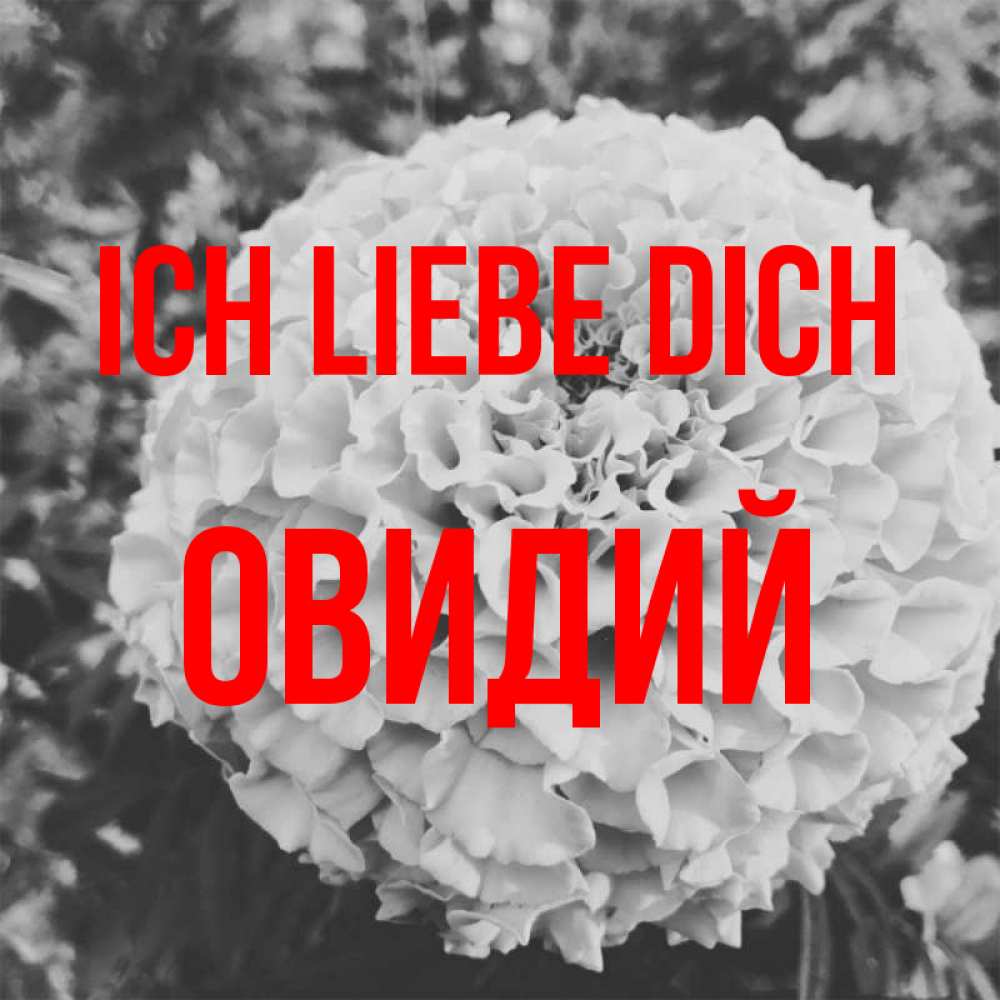 Открытка на каждый день с именем, Овидий Ich liebe dich подпись Прикольная открытка с пожеланием онлайн скачать бесплатно 