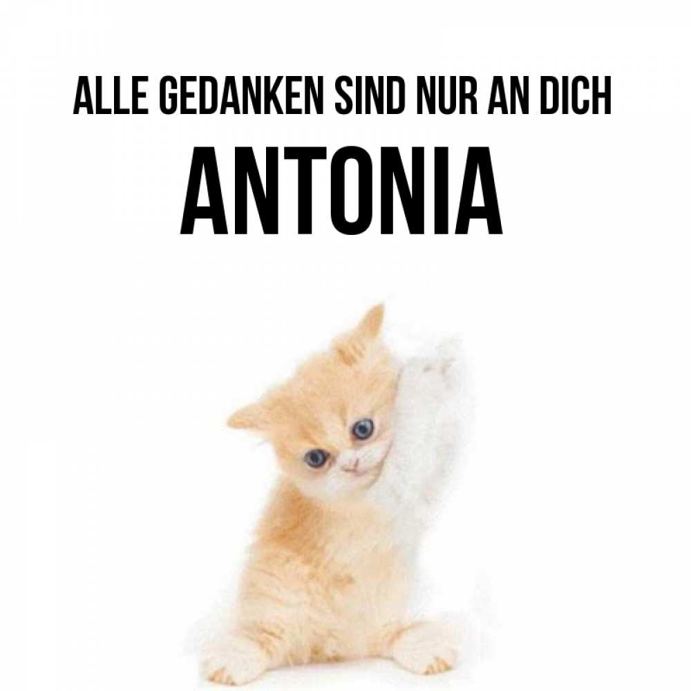 Открытка на каждый день с именем, Antonia Alle Gedanken sind nur an dich зверушки и милота Прикольная открытка с пожеланием онлайн скачать бесплатно 