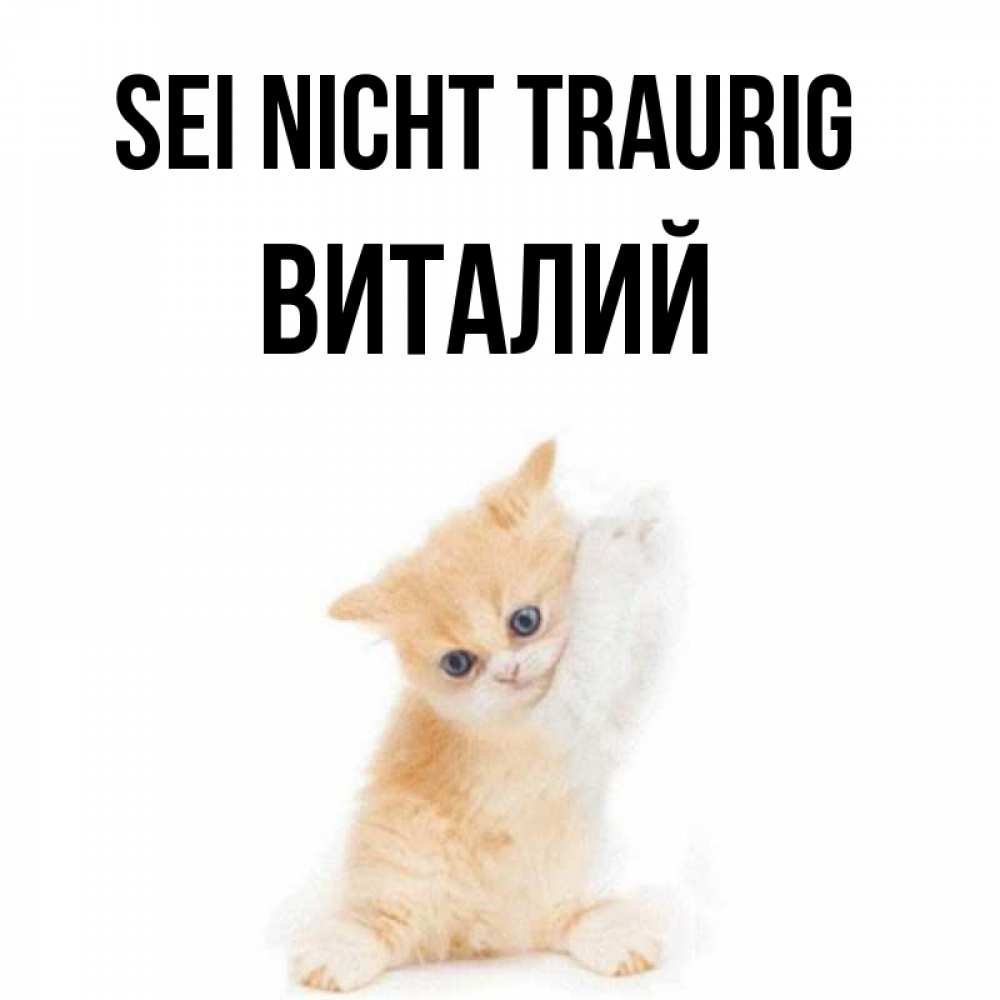 Открытка на каждый день с именем, Виталий Sei nicht traurig просящий кот Прикольная открытка с пожеланием онлайн скачать бесплатно 