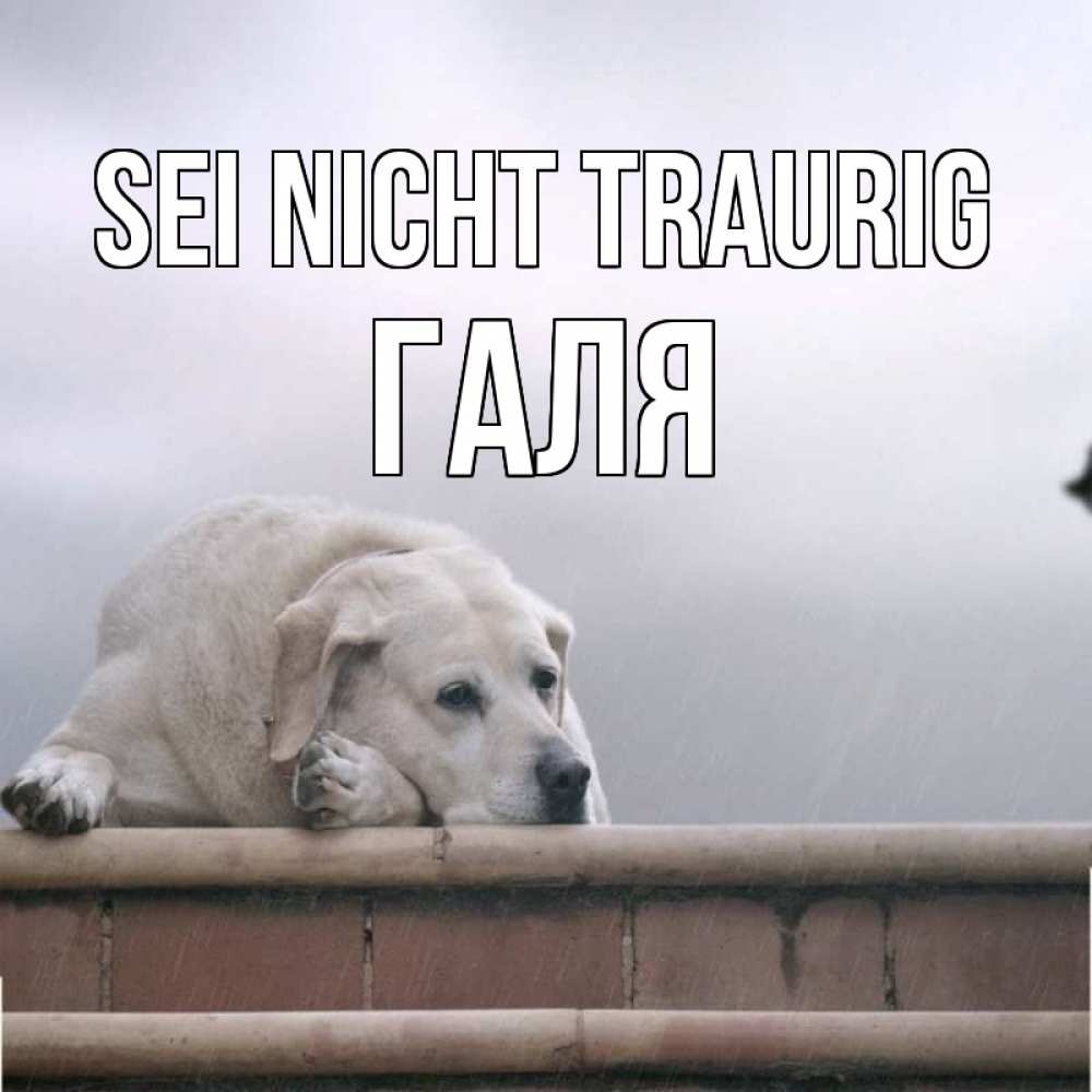 Открытка на каждый день с именем, Галя Sei nicht traurig белый пес 1 Прикольная открытка с пожеланием онлайн скачать бесплатно 