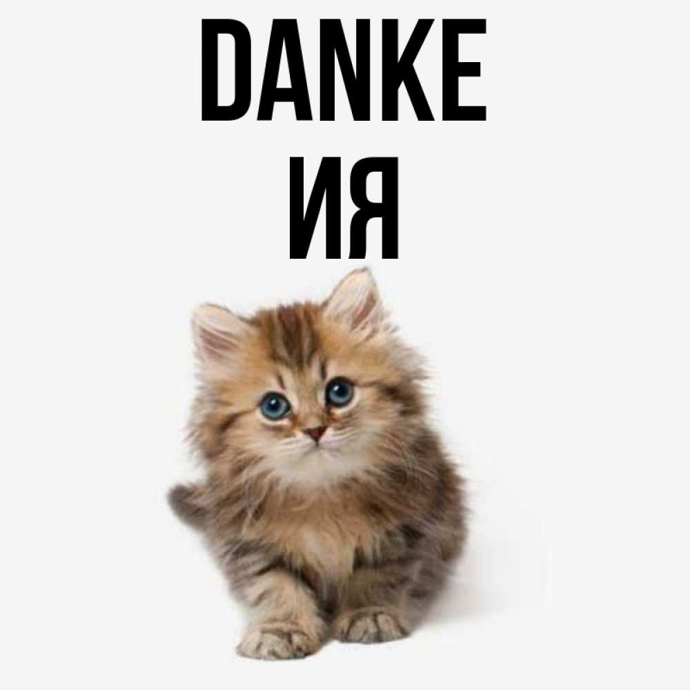 Открытка на каждый день с именем, Ия Danke пушистый котик Прикольная открытка с пожеланием онлайн скачать бесплатно 