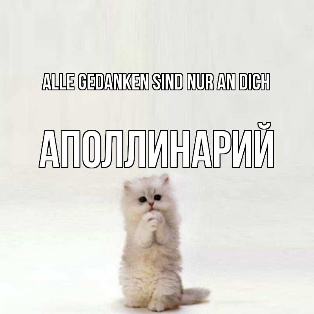 Открытка на каждый день с именем, Аполлинарий Alle Gedanken sind nur an dich кот стоит на задних лапах Прикольная открытка с пожеланием онлайн скачать бесплатно 