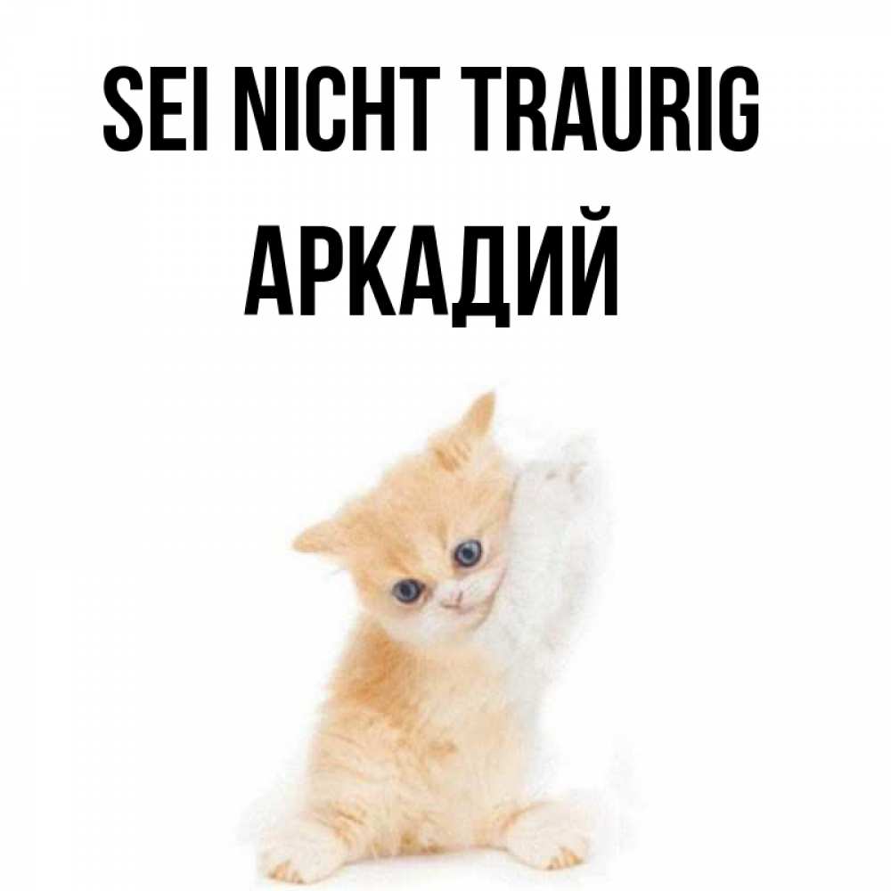 Открытка на каждый день с именем, Аркадий Sei nicht traurig просящий кот Прикольная открытка с пожеланием онлайн скачать бесплатно 