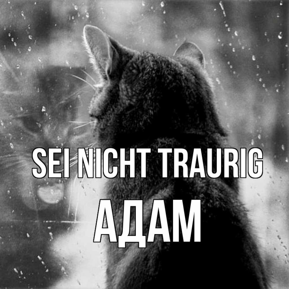 Открытка на каждый день с именем, Адам Sei nicht traurig отражение кота 1 Прикольная открытка с пожеланием онлайн скачать бесплатно 