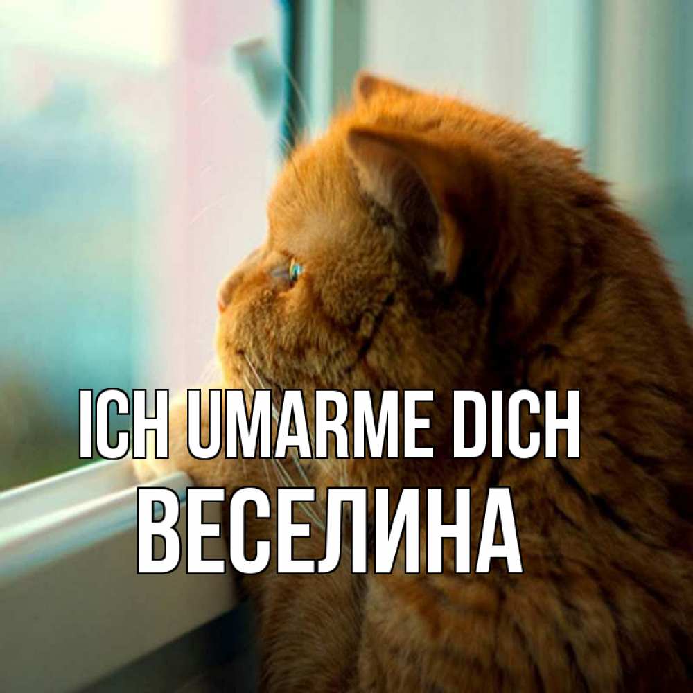 Открытка на каждый день с именем, Веселина Ich umarme dich большой огромный рыжий котяра Прикольная открытка с пожеланием онлайн скачать бесплатно 