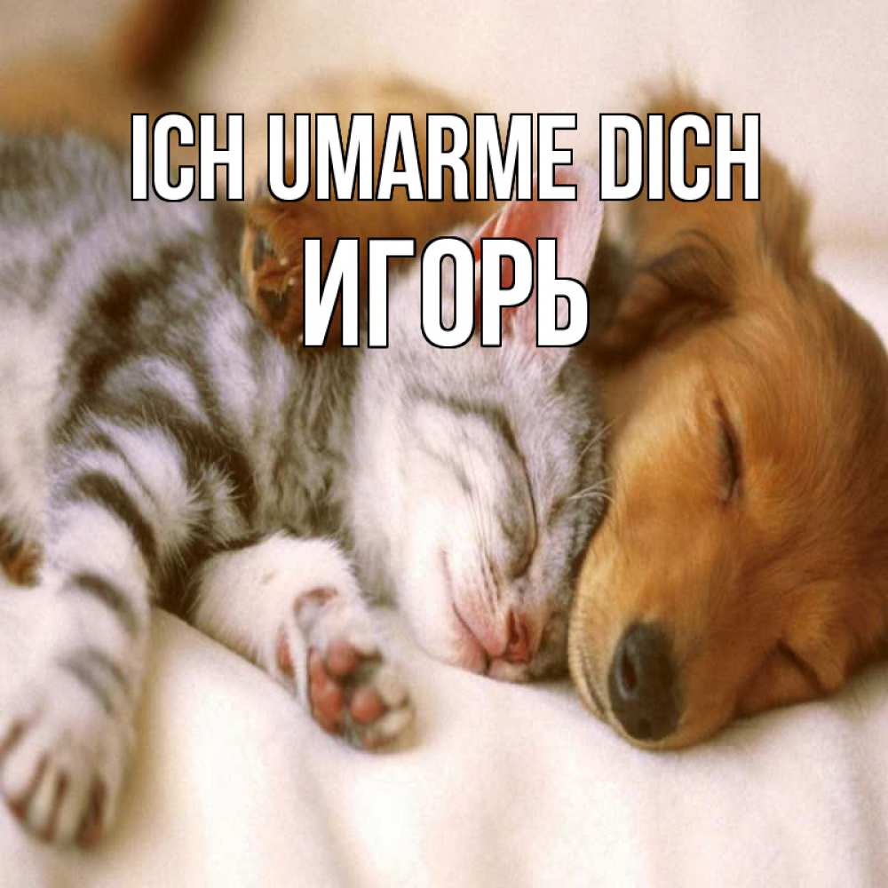 Открытка на каждый день с именем, Игорь Ich umarme dich пес и котенок Прикольная открытка с пожеланием онлайн скачать бесплатно 