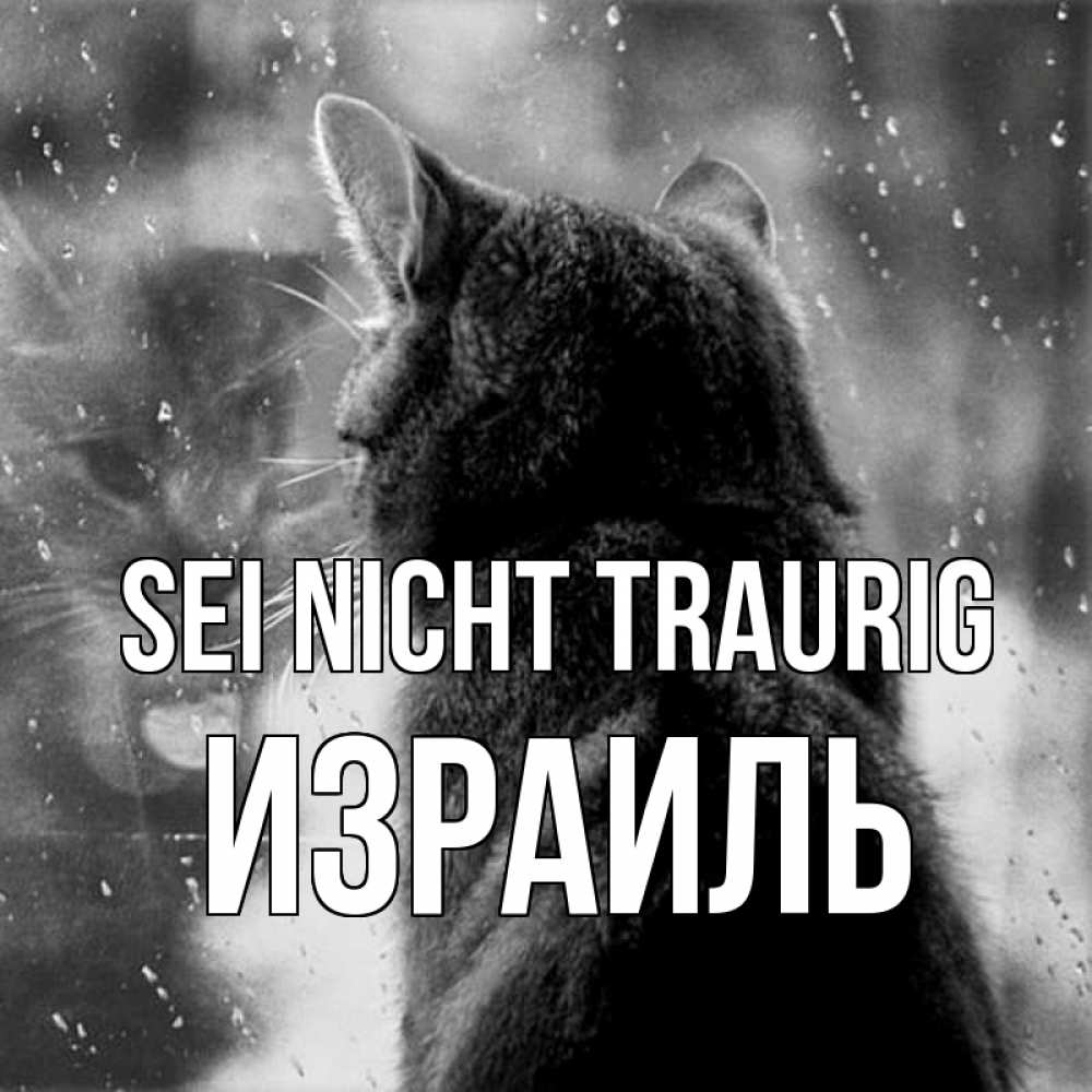 Открытка на каждый день с именем, Израиль Sei nicht traurig отражение кота 1 Прикольная открытка с пожеланием онлайн скачать бесплатно 