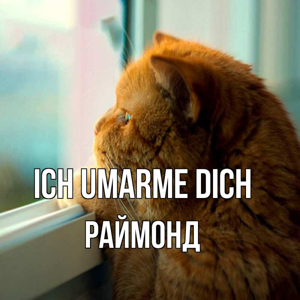 Открытка на каждый день с именем, Раймонд Ich umarme dich большой огромный рыжий котяра Прикольная открытка с пожеланием онлайн скачать бесплатно 