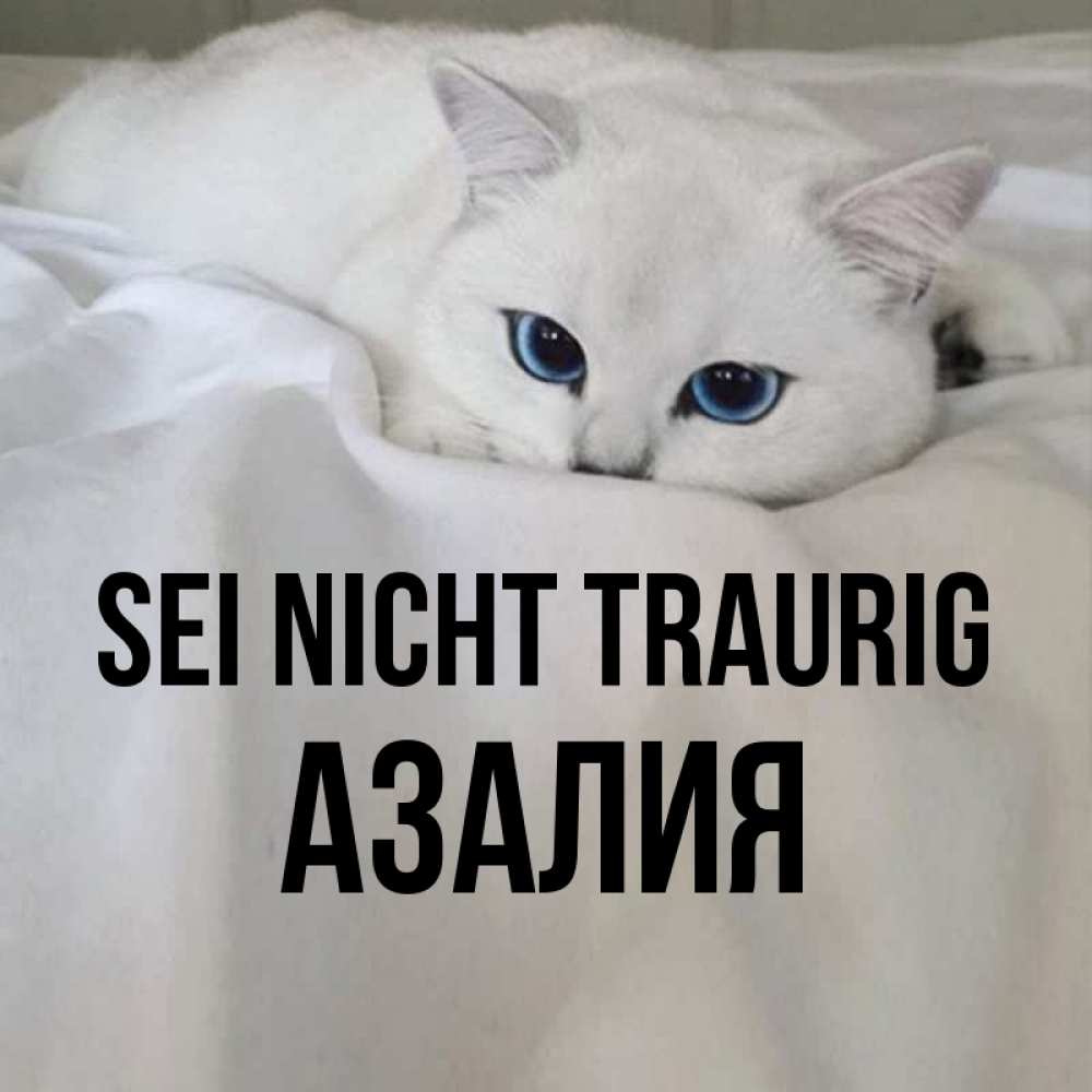 Открытка на каждый день с именем, Азалия Sei nicht traurig Голубоглазая кошка Прикольная открытка с пожеланием онлайн скачать бесплатно 