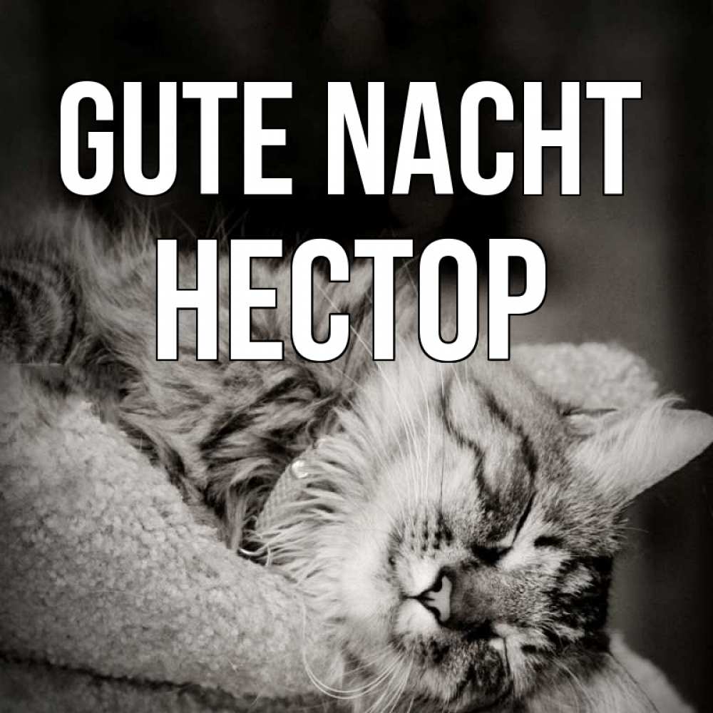 Открытка на каждый день с именем, Нестор Gute Nacht котярик пушистый Прикольная открытка с пожеланием онлайн скачать бесплатно 