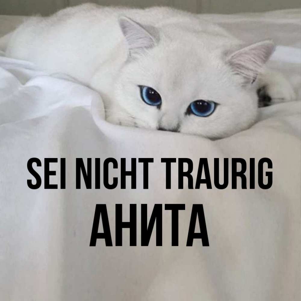 Открытка на каждый день с именем, Анита Sei nicht traurig Голубоглазая кошка Прикольная открытка с пожеланием онлайн скачать бесплатно 