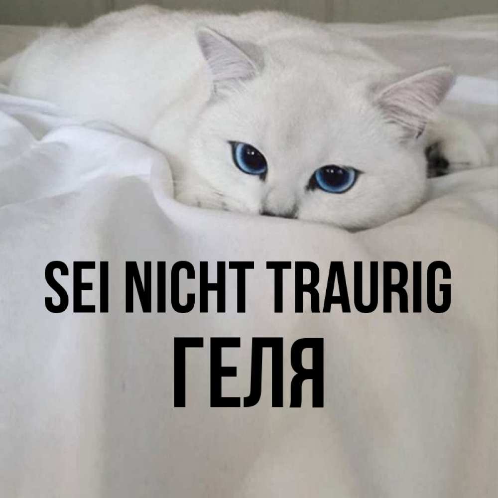 Открытка на каждый день с именем, Геля Sei nicht traurig Голубоглазая кошка Прикольная открытка с пожеланием онлайн скачать бесплатно 