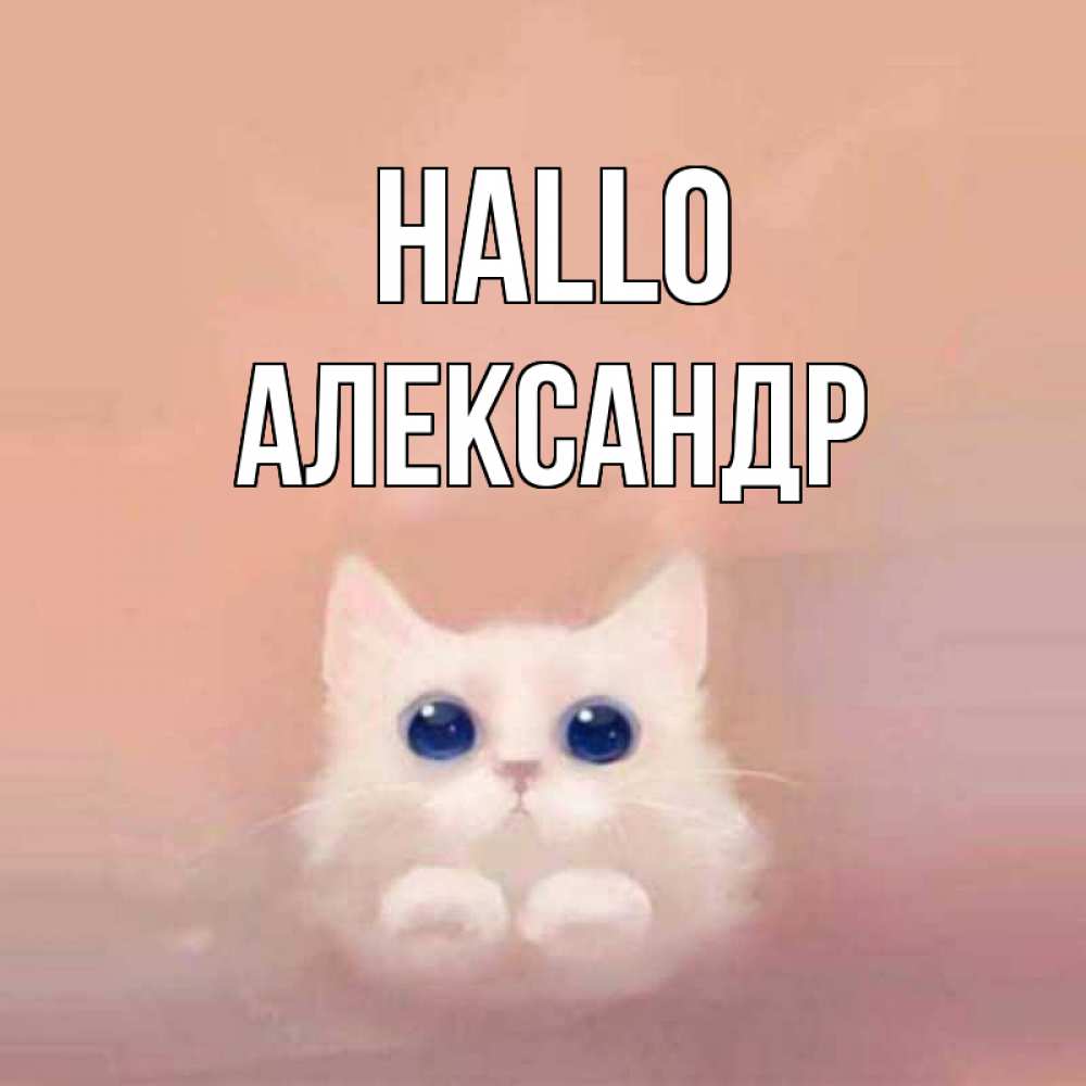 Открытка на каждый день с именем, Александр Hallo котик белый в полете Прикольная открытка с пожеланием онлайн скачать бесплатно 