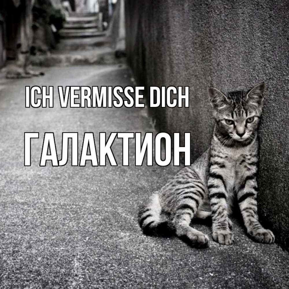 Открытка на каждый день с именем, Галактион Ich vermisse dich одиноко котику Прикольная открытка с пожеланием онлайн скачать бесплатно 
