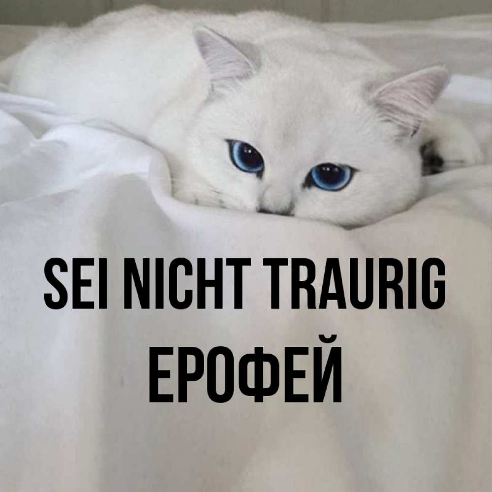Открытка на каждый день с именем, Ерофей Sei nicht traurig Голубоглазая кошка Прикольная открытка с пожеланием онлайн скачать бесплатно 