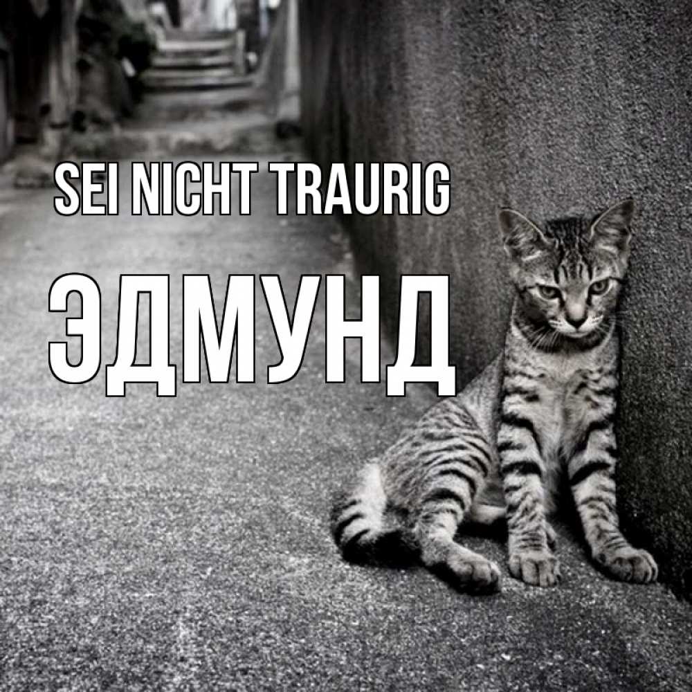 Открытка на каждый день с именем, Эдмунд Sei nicht traurig скучающий котик Прикольная открытка с пожеланием онлайн скачать бесплатно 