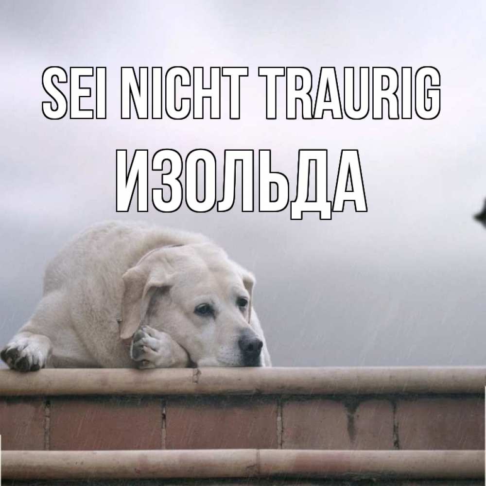 Открытка на каждый день с именем, Изольда Sei nicht traurig белый пес 1 Прикольная открытка с пожеланием онлайн скачать бесплатно 