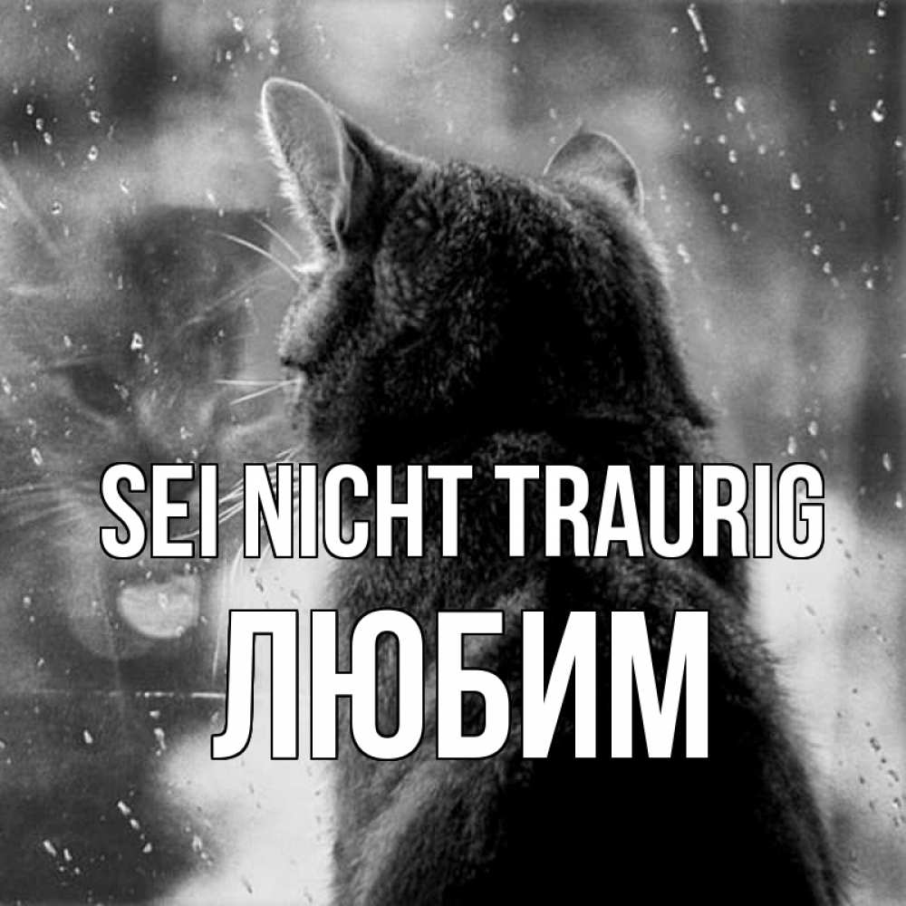 Открытка на каждый день с именем, Любим Sei nicht traurig отражение кота 1 Прикольная открытка с пожеланием онлайн скачать бесплатно 