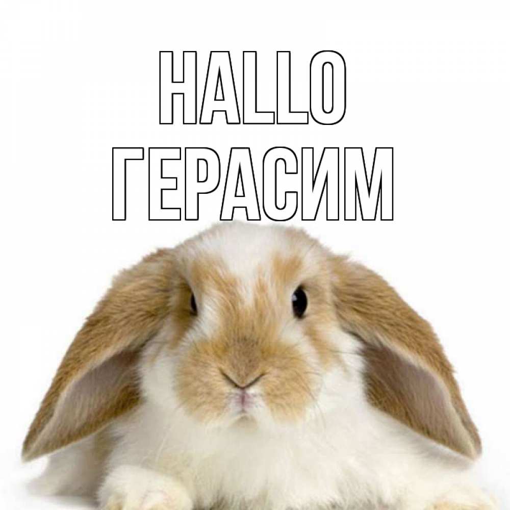Открытка на каждый день с именем, Герасим Hallo с животными Прикольная открытка с пожеланием онлайн скачать бесплатно 