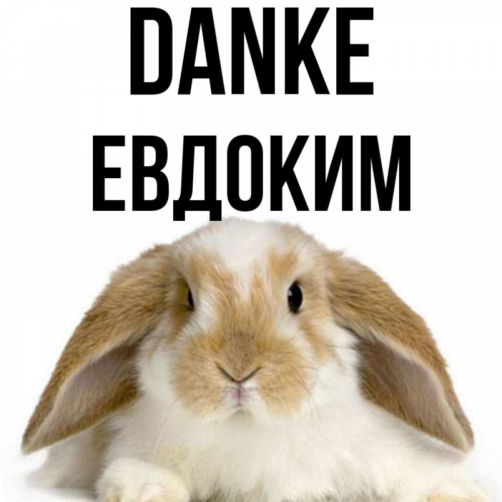 Открытка на каждый день с именем, Евдоким Danke коричнево белый заяц Прикольная открытка с пожеланием онлайн скачать бесплатно 