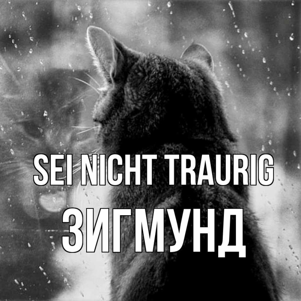 Открытка на каждый день с именем, Зигмунд Sei nicht traurig отражение кота 1 Прикольная открытка с пожеланием онлайн скачать бесплатно 