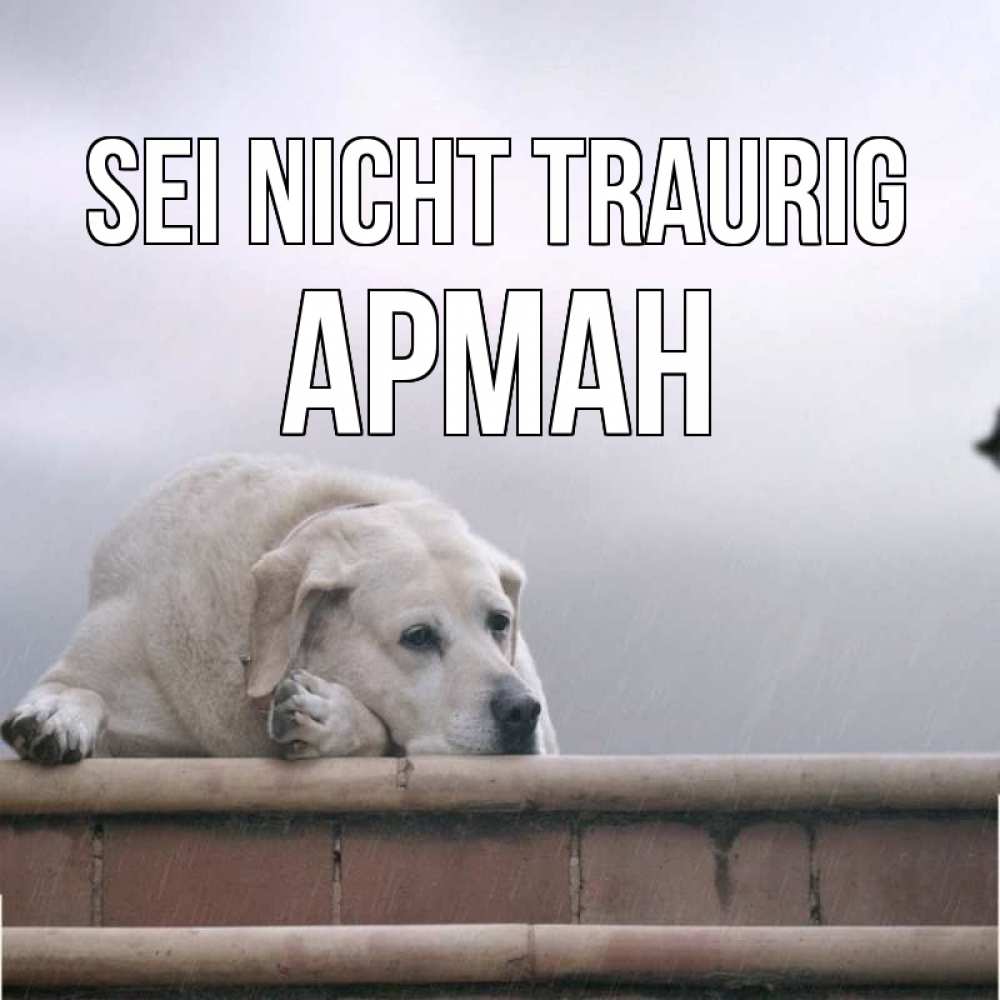 Открытка на каждый день с именем, Арман Sei nicht traurig белый пес 1 Прикольная открытка с пожеланием онлайн скачать бесплатно 