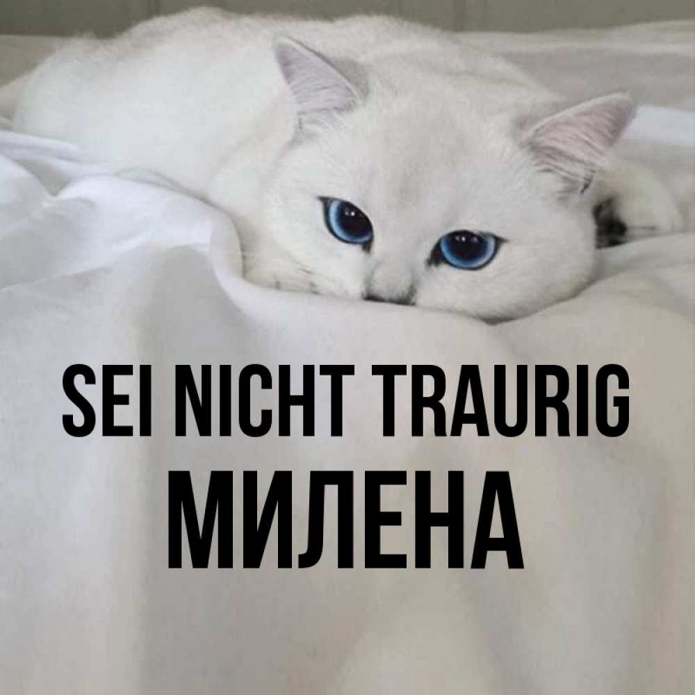 Открытка на каждый день с именем, Милена Sei nicht traurig Голубоглазая кошка Прикольная открытка с пожеланием онлайн скачать бесплатно 