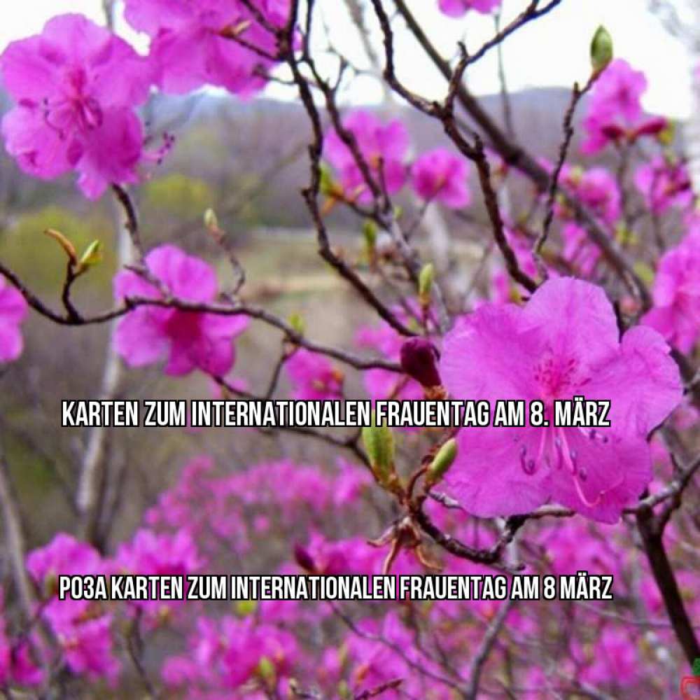 Картинка Karten zum Internationalen Frauentag am 8. März, Роза