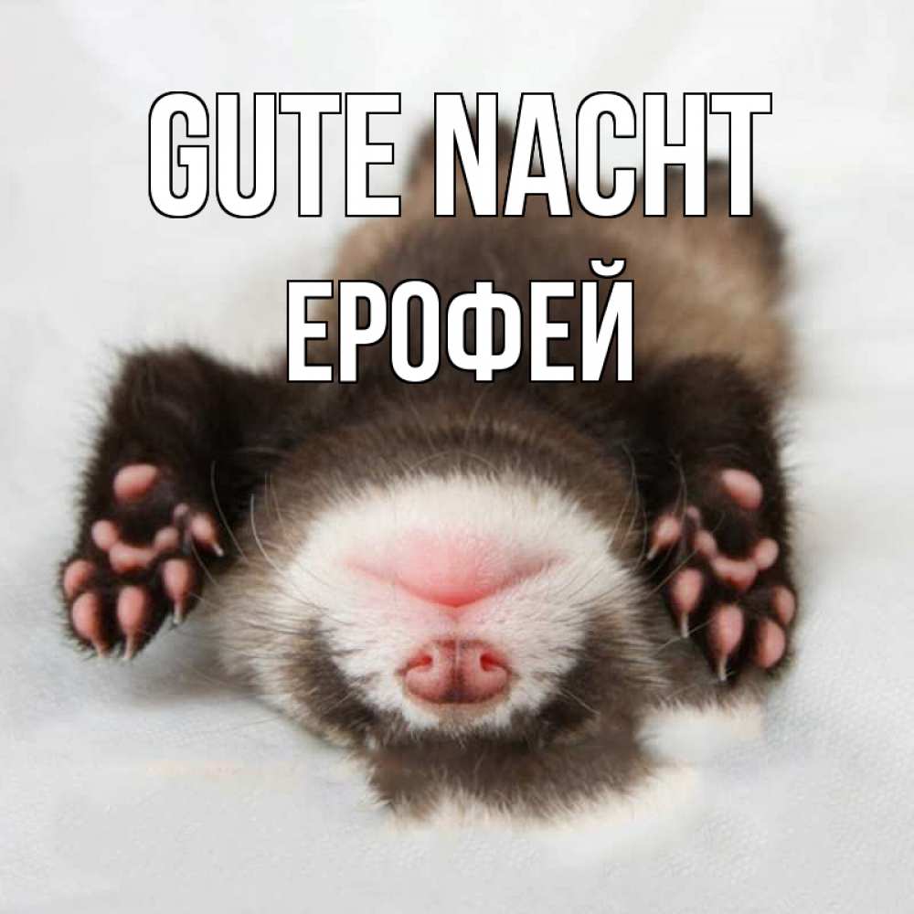 Открытка на каждый день с именем, Ерофей Gute Nacht зверек Прикольная открытка с пожеланием онлайн скачать бесплатно 