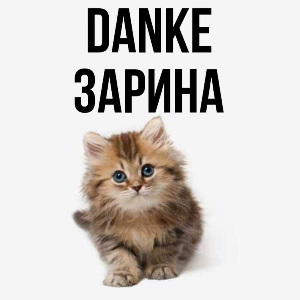 Открытка на каждый день с именем, Зарина Danke пушистый котик Прикольная открытка с пожеланием онлайн скачать бесплатно 