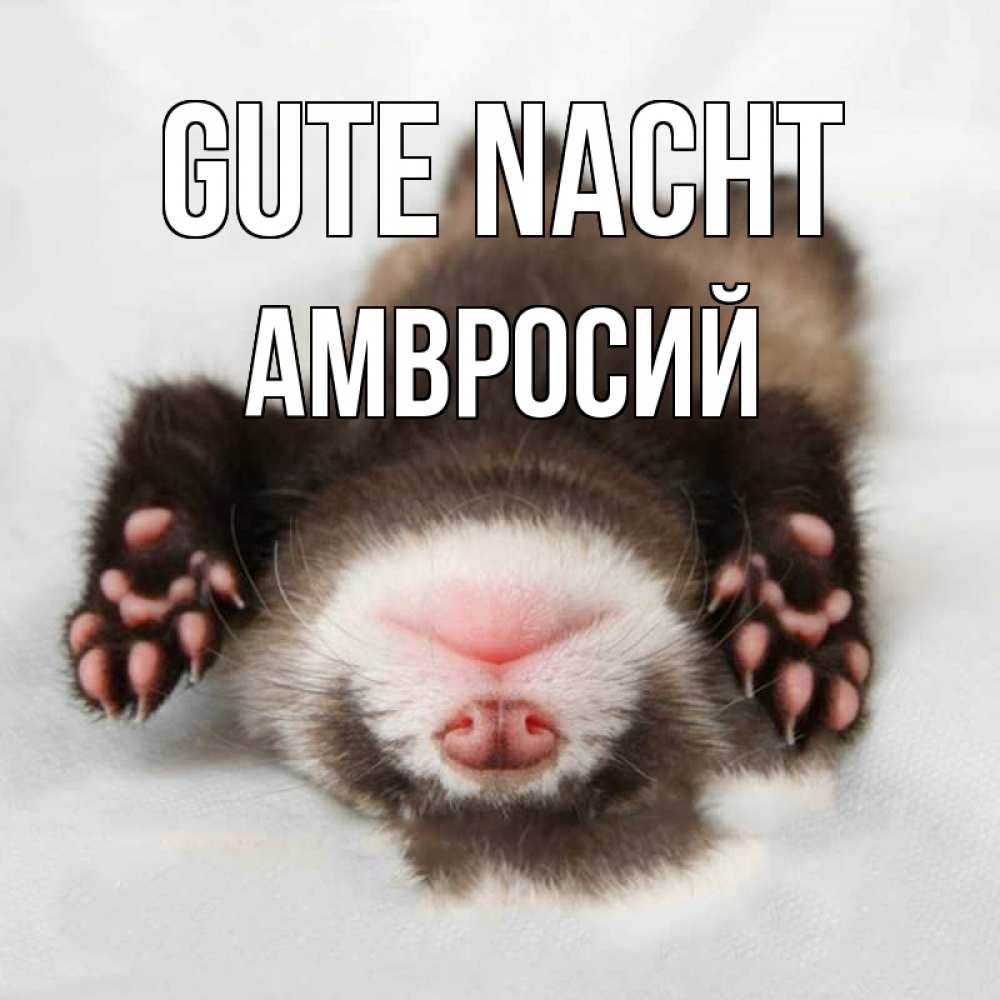 Открытка на каждый день с именем, Амвросий Gute Nacht зверек Прикольная открытка с пожеланием онлайн скачать бесплатно 
