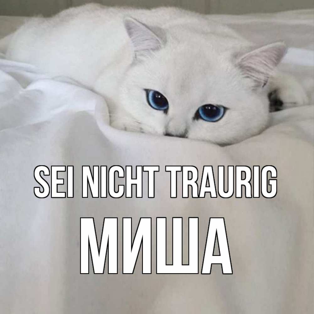 Открытка на каждый день с именем, Миша Sei nicht traurig белый кот с голубыми глазами на белоснежной кровати Прикольная открытка с пожеланием онлайн скачать бесплатно 