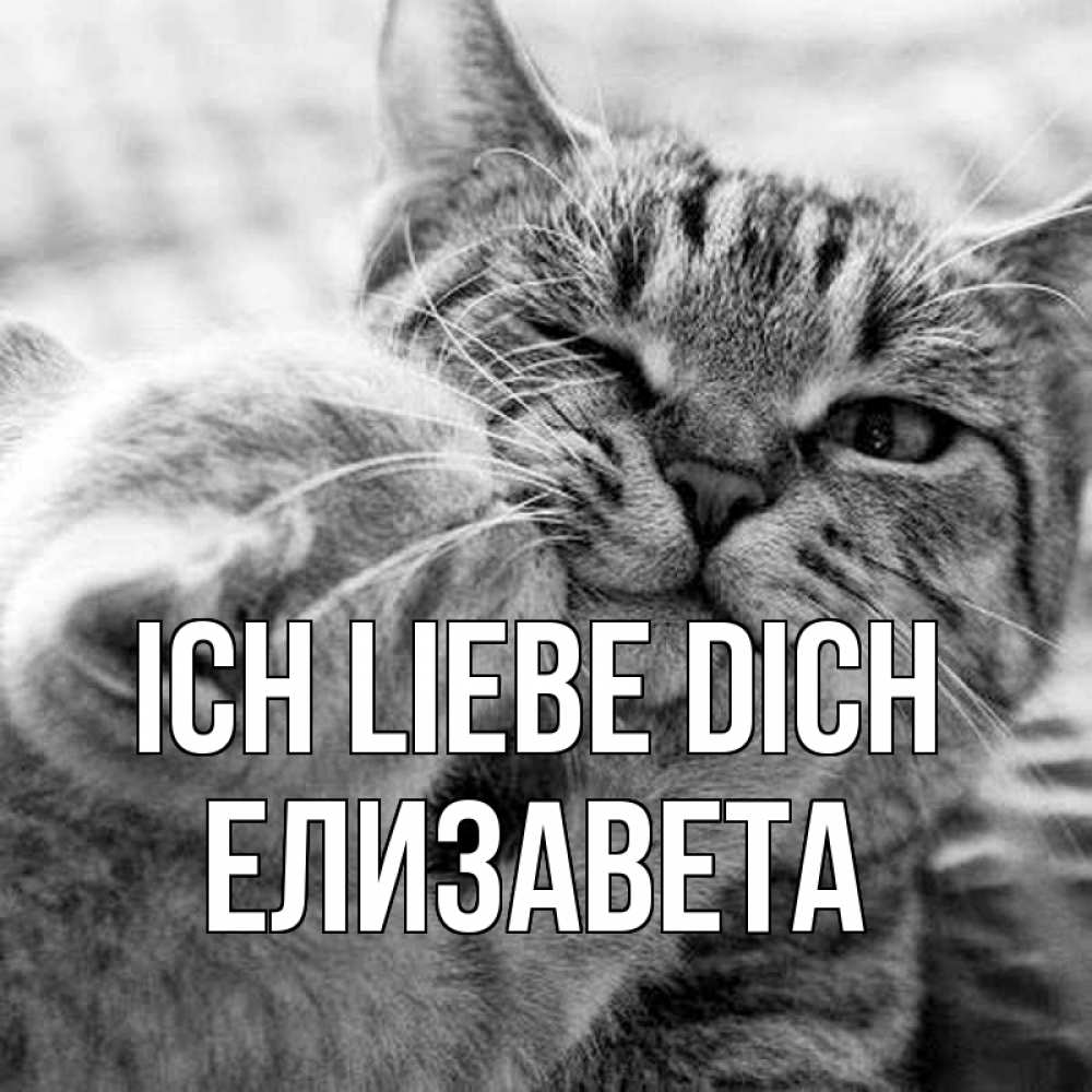Открытка на каждый день с именем, Елизавета Ich liebe dich коты Прикольная открытка с пожеланием онлайн скачать бесплатно 