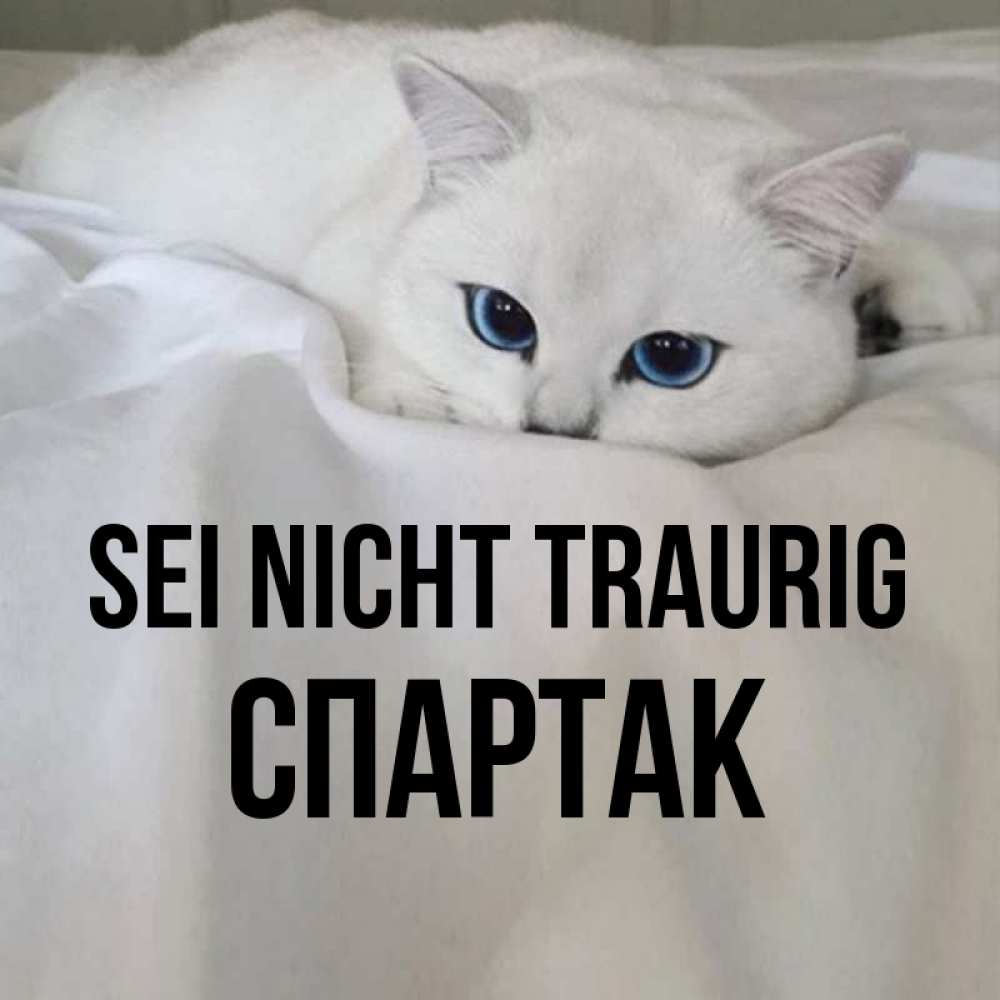 Открытка на каждый день с именем, Спартак Sei nicht traurig Голубоглазая кошка Прикольная открытка с пожеланием онлайн скачать бесплатно 